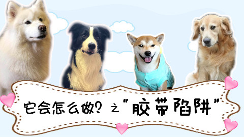 飞奔中的狗狗突然遇到“空气墙”会有什么反应?它会怎么做06期